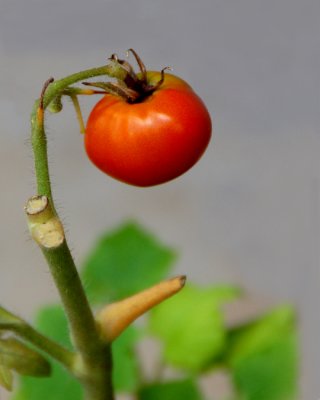 06 17 0, Tomato 3, 7 Nikon D50,Tamron 18-250.jpg