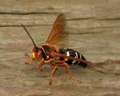 07 12 07 Huge Wasp?, Flash, Canon A630.jpg