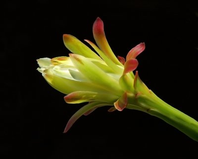 06 30 07 Cactus Bloom, Nikon  D50, Tamron 18-250, handheld.jpg