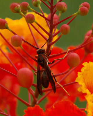 07 29 07  Hornet In Paradise, Nikon  D50, Tamron 18-250, handheld.jpg