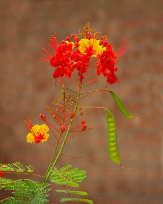 08 29 Unusual Flower, Nikon  D50, Tamron 18-250, handheld.jpg