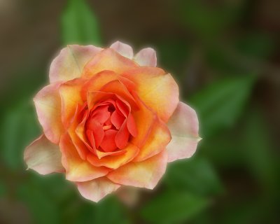 06 24 07 Flower, Minolta A1.jpg