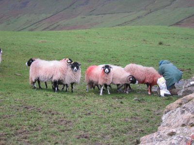One sheep found the bag of nummies!