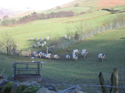 Uh oh, the sheep think we have their afternoon nummies