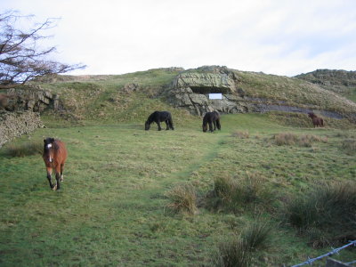 Horses in a little paddock