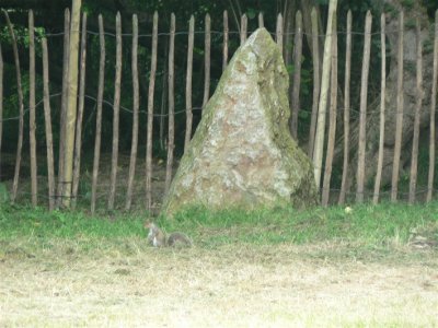 Strummer Stone & squirrel