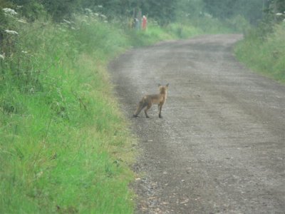 Fox on Railway Track