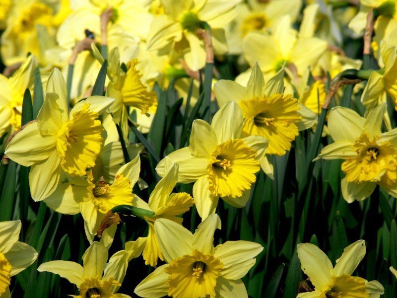Sea of yellow.jpg