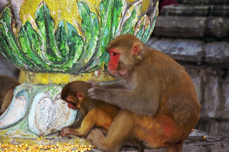 Monkeys