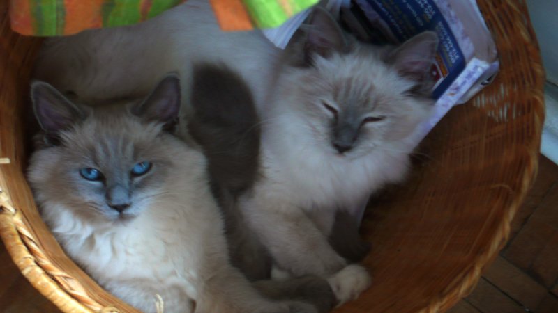 poppy and pino