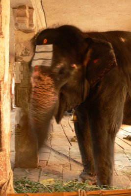 Lakshmi temple elephant