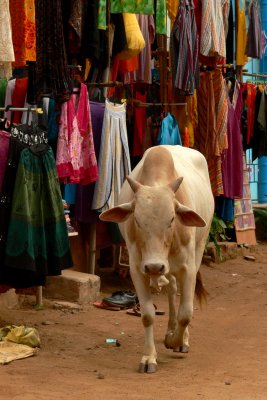 Cow in Hampi Bazaar