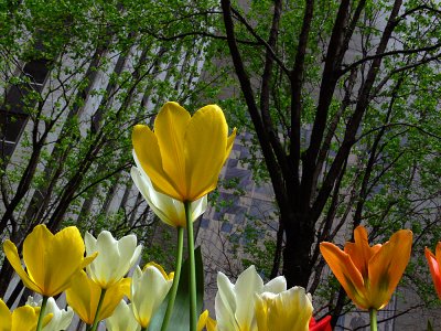 Spring in NYC