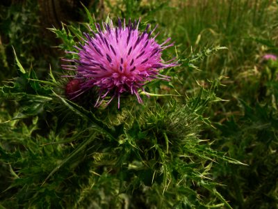 Thistle