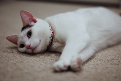 DSC_0006.jpg