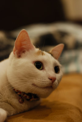 DSC_0080.jpg