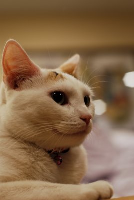 DSC_0090.jpg