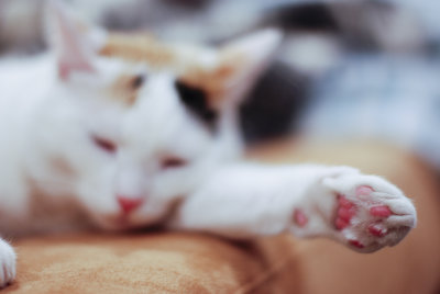d80__50mm_f14__lightroom_1st_test