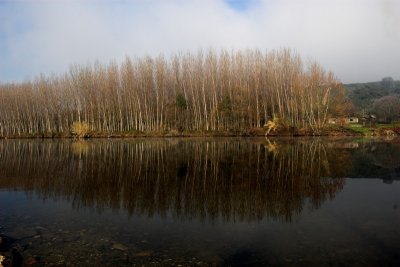 Fish Bone Reflection