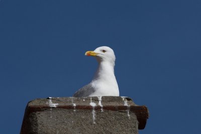Seagull in a city roof - Side 1