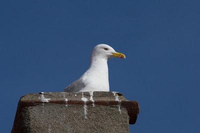 Seagull in a city roof - Side 2