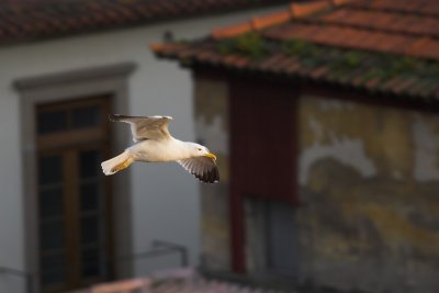 Flying over the City