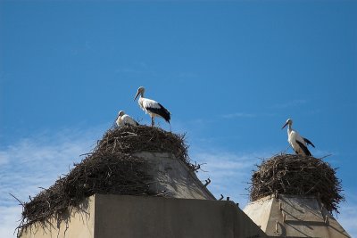 Storks in their nests