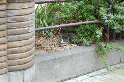 Saltimbanque aussi, fait sa sieste mais chez Voisine