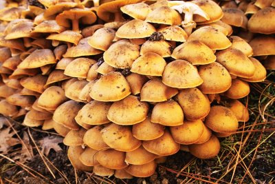 IMG10142 mushroom colony.jpg