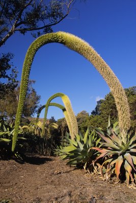 IMG10650 echevaria garden 3.jpg