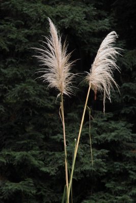 IMG12086 invasion of pampas grass hf.jpg