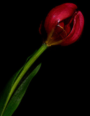 tulip after by Corne Ferreira