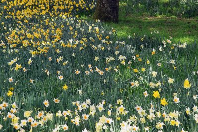 IMG12744 daffodils 2.jpg