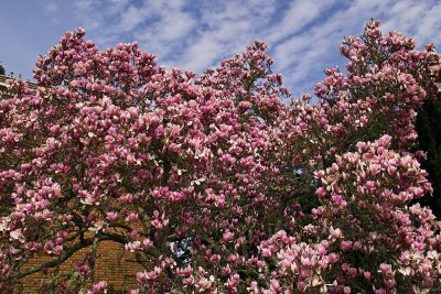 IMG12694 pink magnolia bllom.jpg