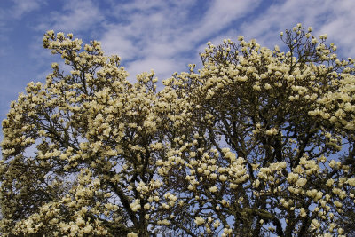 IMG12690 magnolia bloom sky.jpg