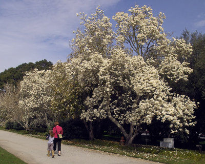 IMG12687 magnolia blooms.jpg
