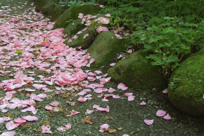 SDIM0142 camellia path.jpg