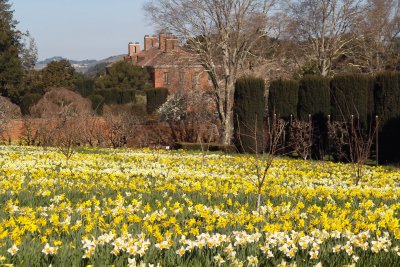 SDIM0053 daffodils field house j.jpg