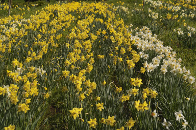 SDIM0071 daffodils 2 x3.jpg