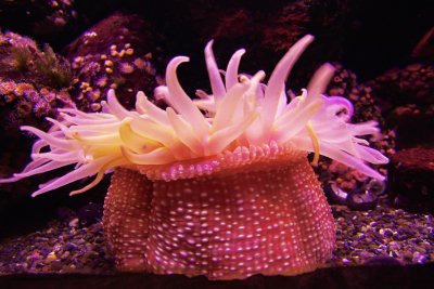 Anemone through aquarium glass