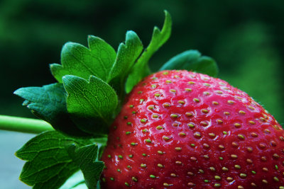 SDIM0187 strawberry 2.jpg