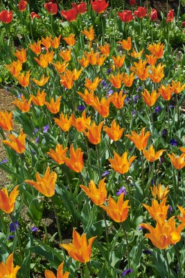 SDIM0183 orange tulip s.jpg