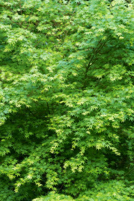 SDIM0686 japanese maple in spring.jpg