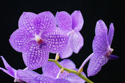 SDIM0175 vanda d.jpg