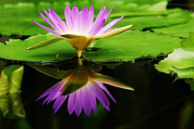 SDIM9606 water lily reflection.jpg