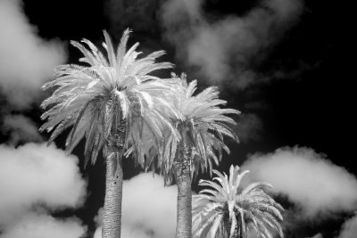 SDIM9875 palms in the sky 2.jpg
