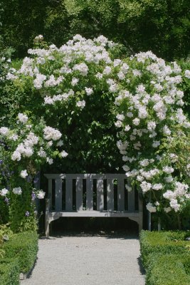 SDIM8526 white rose hedge.jpg