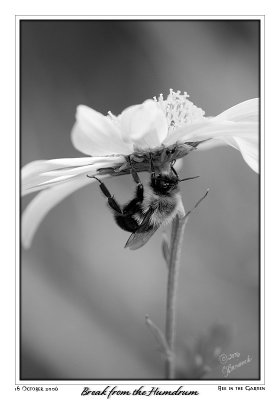 18Oct06 Bee in the Garden - 14046