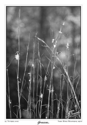 25Oct06 Grasses - 14198