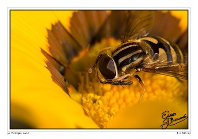 30Oct06 Bee Macro color - 14230